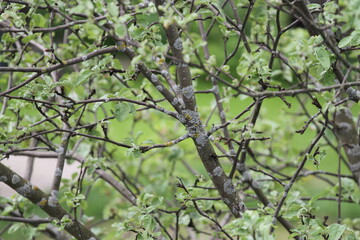 Photo of spring tree in the backyard