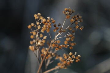 Last year's grass on the field
