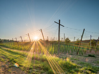 Bavarian Sunset with a hop garden at the background during Spring time