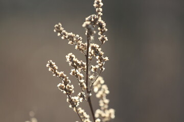 Last year's grass on the field