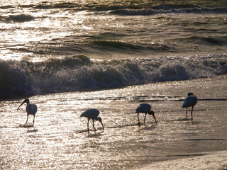 Fototapeta na wymiar Birds Waiding in the Surf on Sanibel Island Beach, Florida, USA