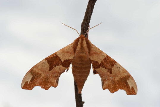 Une femelle du Sphinx du tilleul (Mimas tiliae, Sphingidae)