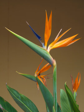 Bird of Paradice Bloom, Sanibel Island, Florida, USA