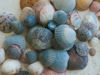 Shells Gathered on Beaches of Sanibel Island, Florida, USA