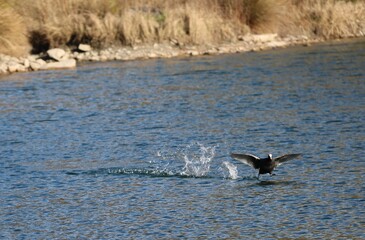 Fototapeta premium Parade Foulque Macroule
