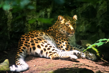Fototapeta na wymiar Amur leopard lies on a stone in the forest. Close up photo of an animal. Selective focus