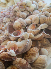 Shells Gathered on Beaches of Sanibel Island, Florida, USA