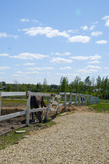 
brown horse on a ranch