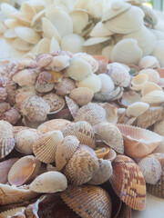 Shells Gathered on Beaches of Sanibel Island, Florida, USA