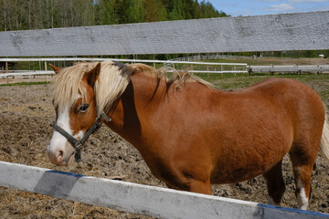 
brown horse on a ranch