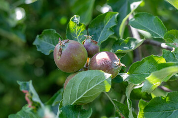 Unripe apples hanging at a wild apple tree in summer
