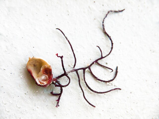 Coral and Sea Weed Washed up After Storm, Sanibel Island, Florida, USA