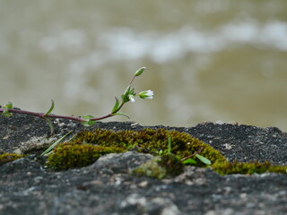 moss on stone