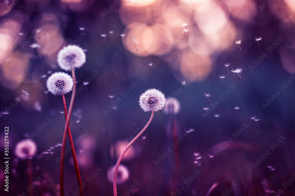 Wall mural field in lilac tones with white fluffy flowers dandelions and flying light seeds on the background of the sunset