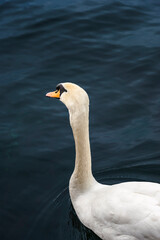 Swan on dark blue water on Limmat river. Waterbird portrait
