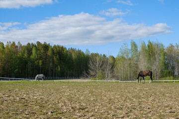 
horses graze in a meadow on a ranchм