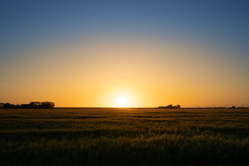Fototapeta na wymiar Feld zum Sonnenaufgang