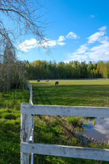 
horses graze in a meadow on a ranch