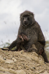 Baboon Family pose