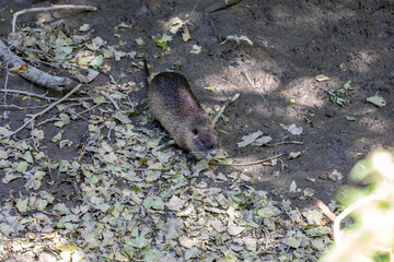 Nutria on banks of the canal. Wild nutria in Germany