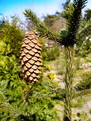 Close up on young undeveloped spruce cones.  Natural resin on Picea cones. Photo taken in garden during early spring. Vivid colors.