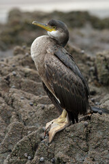 A juvenile great cormorant on the rocks at low tide (Phalacrocorax carbo, Family Phalacrocoracidae)