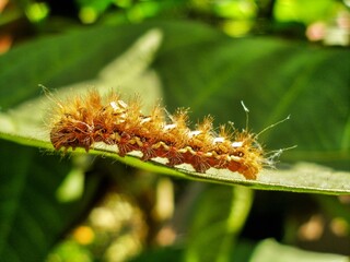 Brown caterpillar, larvae of Knot Grass Moth. Insect on green leaf. Acronicta rumicis caterpillar on green leaf. Close-up photo. Photo taken in garden in central Poland. Sunlight, vivid colors.