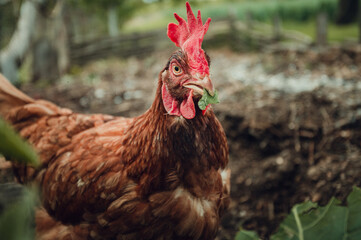 Free range breeding of hens. Portrait of illuminated hen (New Hampshire hen) standing and feeding on green grass - eyes level shot. Cute and beautiful hen posing to camera during the walking on farm.