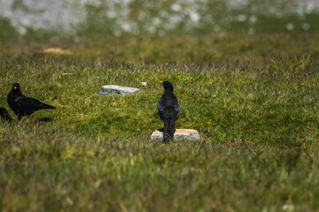 3 cuervos volando y en el suelo comiendo en el monte gorbea