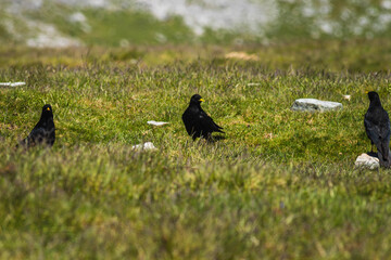 3 cuervos volando y en el suelo comiendo en el monte gorbea