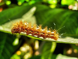 Brown caterpillar, larvae of Knot Grass Moth. Insect on green leaf. Acronicta rumicis caterpillar on green leaf. Close-up photo. Photo taken in garden in central Poland. Sunlight, vivid colors.