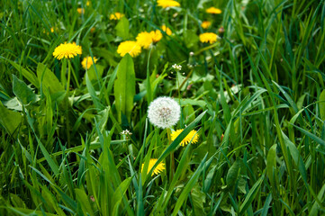 White fluffy dandelion in green grass and yellow dandelions