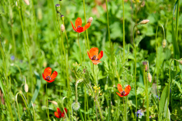 Red wild poppies in tall green grass