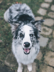 border collie dog portrait