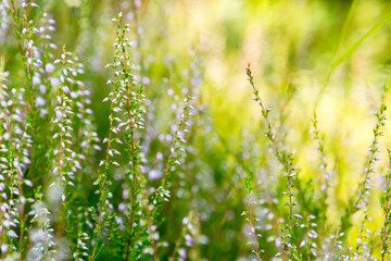 Abstract background of wild forest flowers in summer.