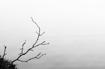 Sadness landscape : dead tree branch at the water's edge