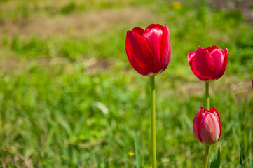 Three pink tulips in the garden at sunny noon close up