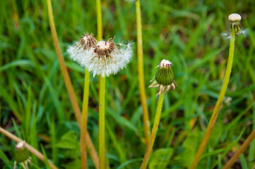 White fluffy dandelion in spring green grass