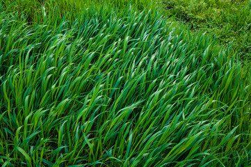 Tall bright lush green grass. Grass texture