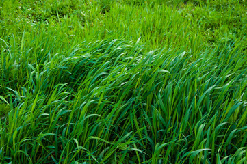 Tall bright lush green grass. Grass texture