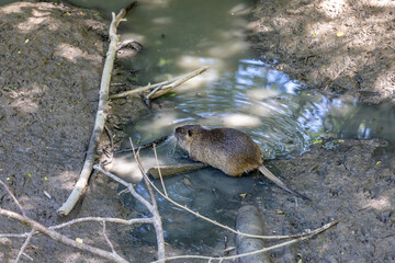 coypu , also known as the river rat or nutria