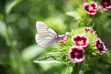 White attractive butterfly in a flower garden- Aporia crataegi