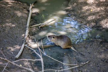 coypu , also known as the river rat or nutria