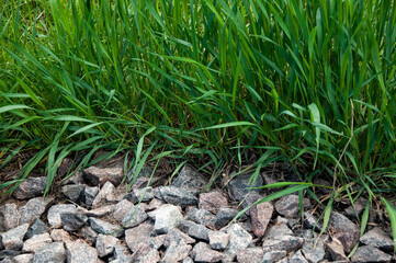 Tall green grass and small stones on the ground closeup