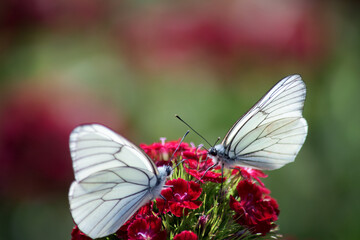 White attractive butterfly in a flower garden- Aporia crataegi