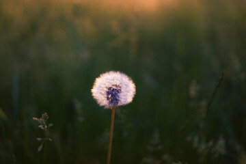 A single Dandelion on a meadow during sunset
