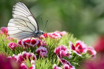 White attractive butterfly in a flower garden- Aporia crataegi