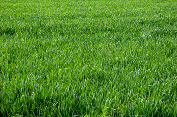 Tall bright lush green grass. Grass texture