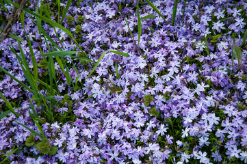 Beautiful small purple flowers in the grass close-up