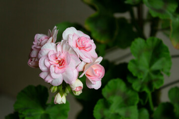 Pink beautiful flowers of the zonal pelargonium cultivar Princess Grace on a background of green leaves.